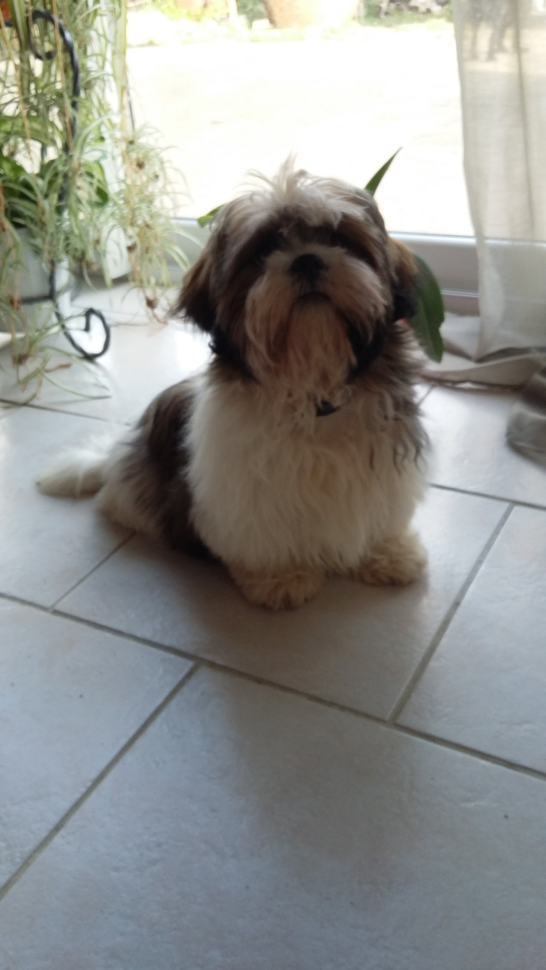 Lhassa apso